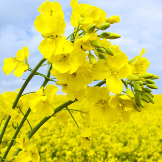 Canola