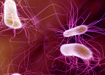 WHO Warns of Superbugs