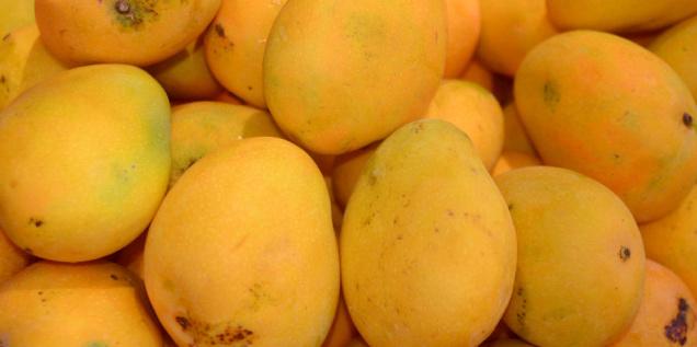 Pakistani mangoes